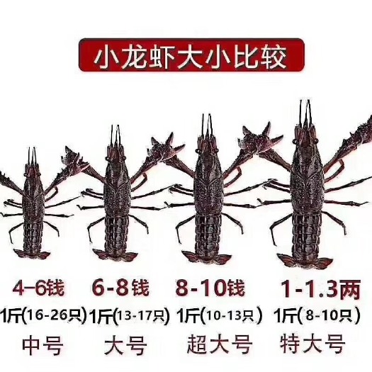 潜江市 正宗潜江清水小龙虾