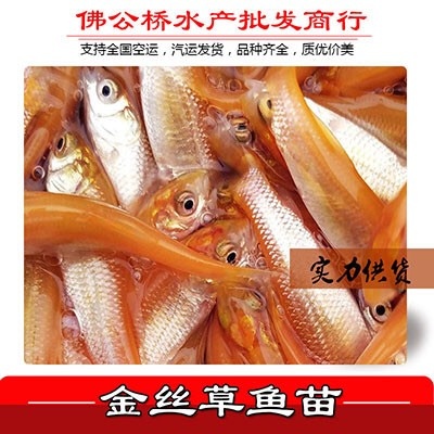广州 金草鱼 俄罗斯金丝草鱼苗 非红眼赤目金草鱼