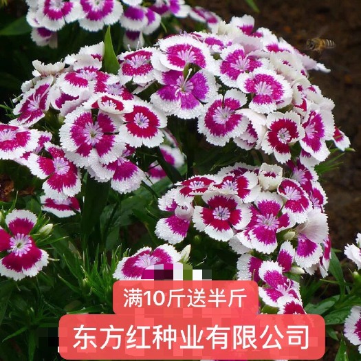 沭阳县 五彩石竹种子价格低 质量好 芽率98%以上草花种子 花卉