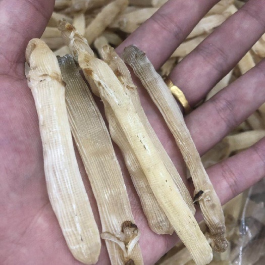 钦州干沙虫 干货沙虫，货物有大中小，价格不一。欢迎来撩。