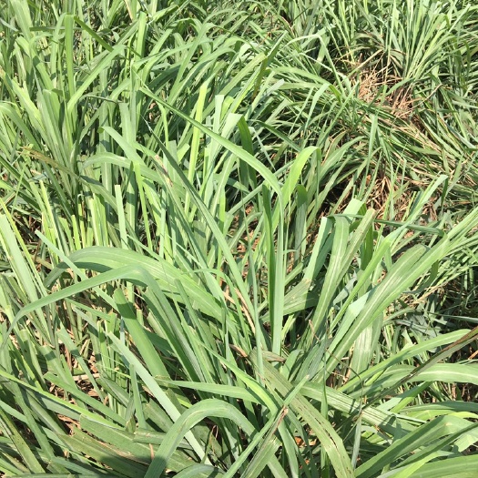 绿春县香茅草种苗