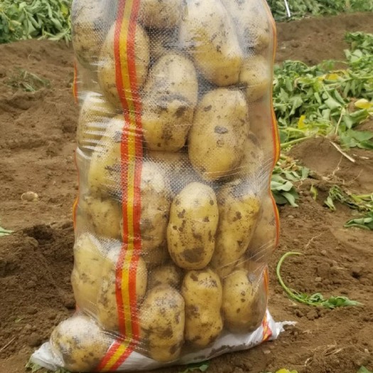 玉田县 河北唐山荷兰土豆806-803，希森早大白，大量供