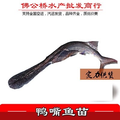 广州鸭嘴鱼苗 鸭嘴苗批发