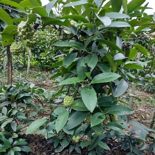 灵山县 粉红黑老虎苗