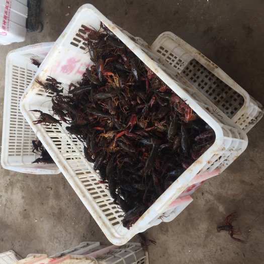 荆州 千亩基地小龙虾