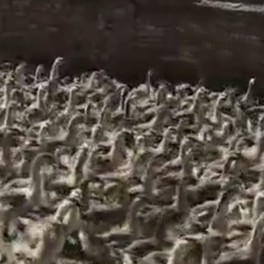 新民市 出售灰狮头成鹅有意者面谈。