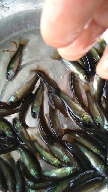 富顺县 丁桂鱼苗，规格统一，体格健硕，成活率高