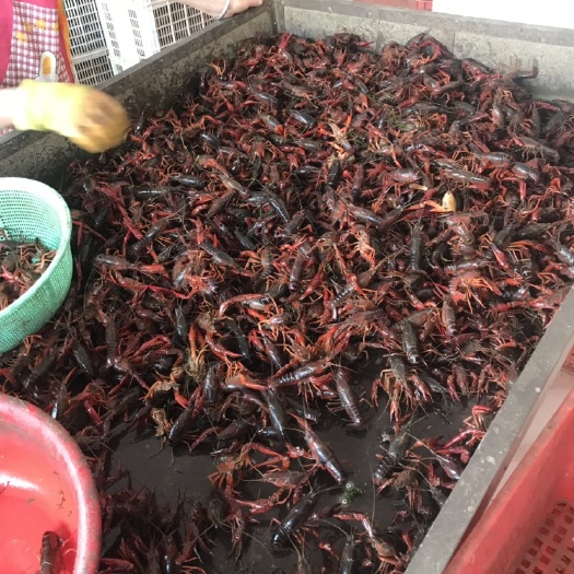 广州 湖北荆州公安小龙虾产地直销有竞争力