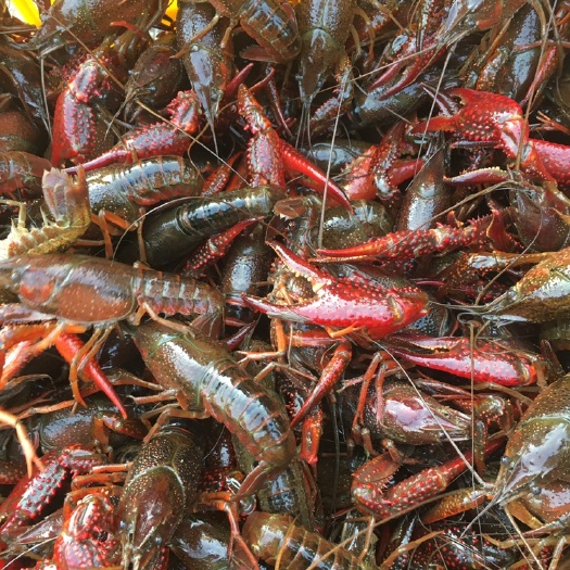 潜江市 潜江小龙虾