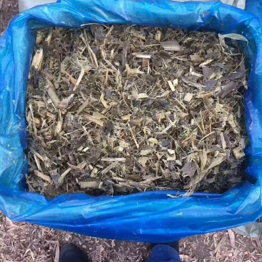 玉田县玉米青贮草