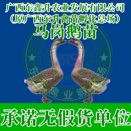 南宁马岗鹅苗