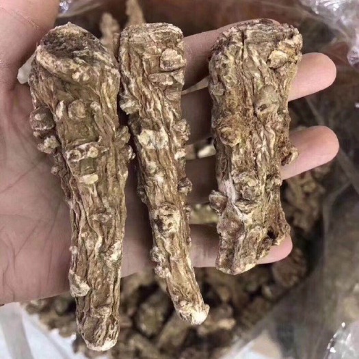 文山市当归 云南当归头 无硫当归头  可免费切片