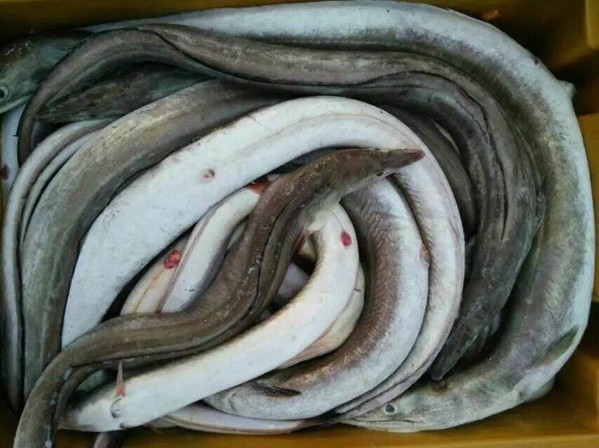 北海海鳗肉片、去头去肚去骨剩肉、广西北海本地货源加工出厂直批