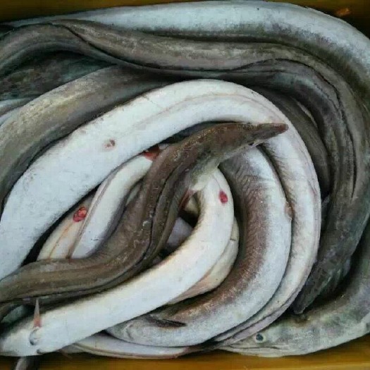 北海海鳗肉片、去头去肚去骨剩肉、广西北海本地货源加工出厂直批