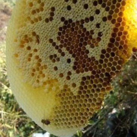 绍兴土蜂蜜 塑料瓶装 2年以上 