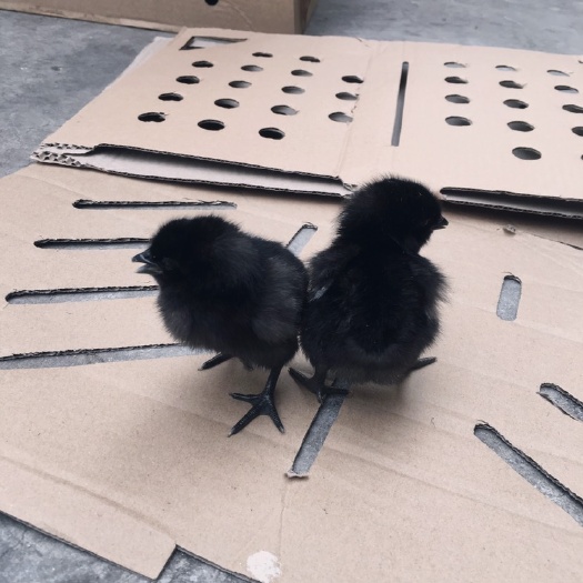 昆明五黑鸡苗 母