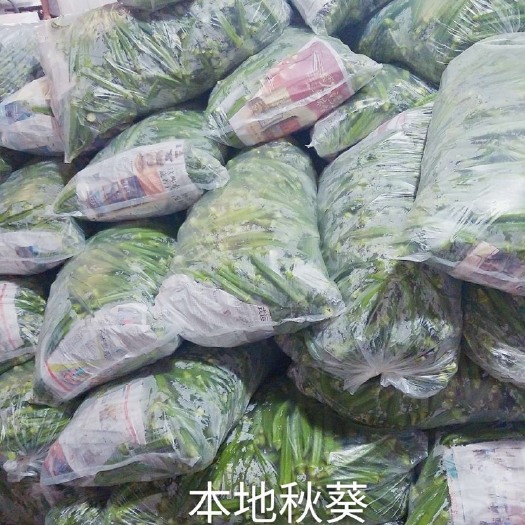 广州 本地秋葵