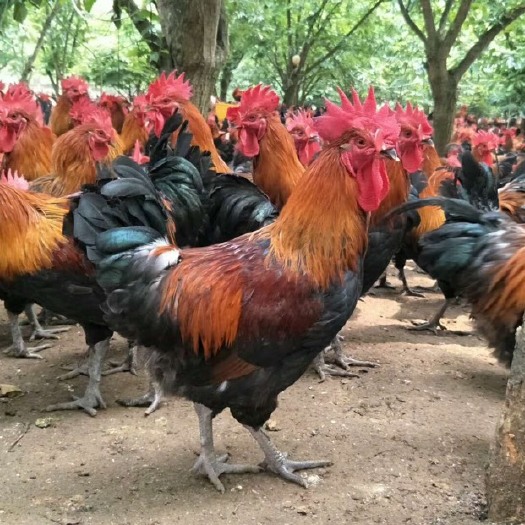 南宁 黑瑶鸡苗  质量保证，惠农优选，值得信赖