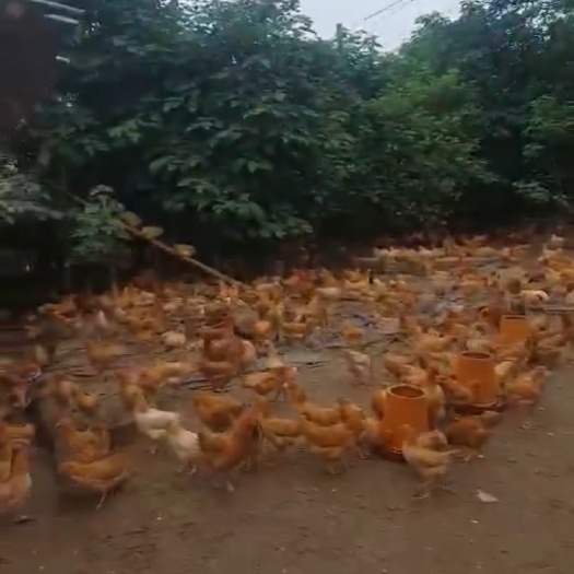 南宁 三黄鸡苗
