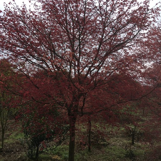 三季红 红枫树苗圃直销