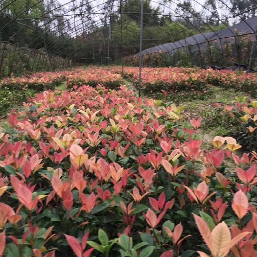 龙南市 五彩桂花
