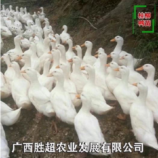 南宁 樱桃谷鸭苗 桂柳鸭苗北京鸭苗