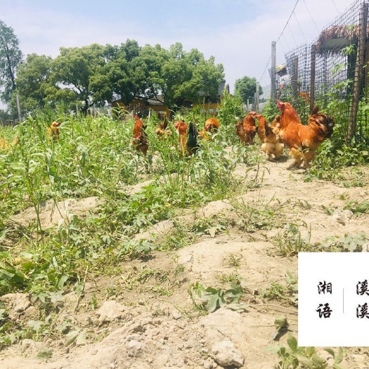 桐乡市土鸡 统货 2-3斤