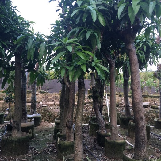 普宁市金煌芒果苗 芒果树