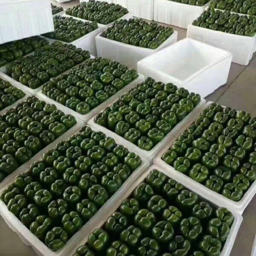 阳高县圆椒 精品大量上市需要联系
