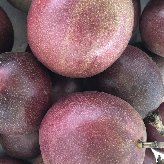 灵山县紫香一号百香果 60 - 70克