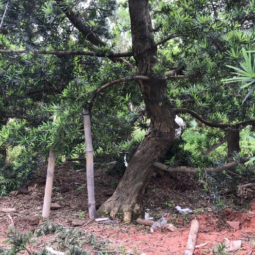 广州大理罗汉松 一批40多棵总价出售6W3