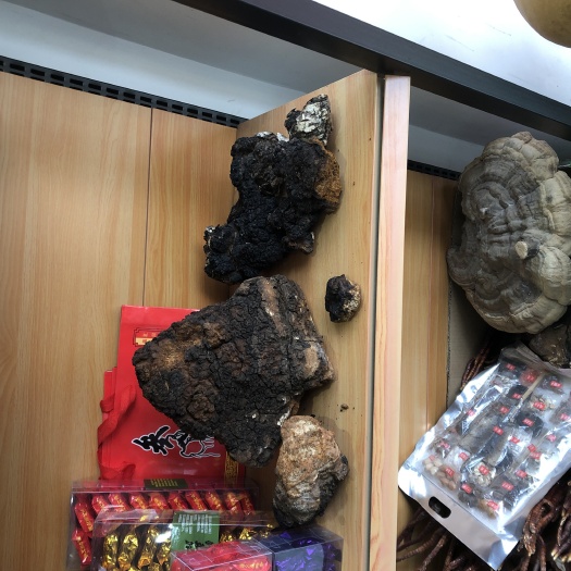 靖宇县 桦树茸！黑的多过黄的