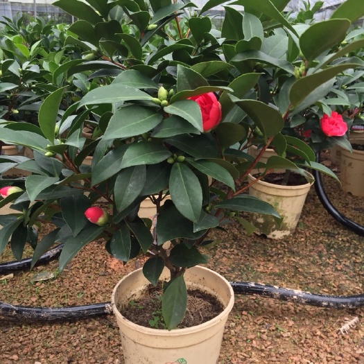 漳平市茶花树  夏梦衍平四季茶花开花不断盆栽新品种重瓣带花苞好养耐寒耐晒