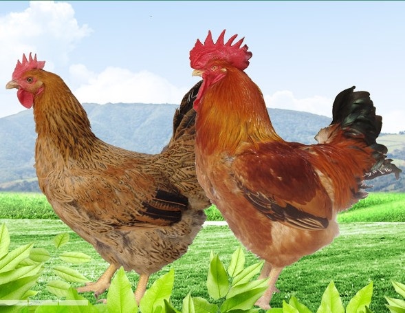 南宁 良凤花，快大型肉鸡苗，运输包活