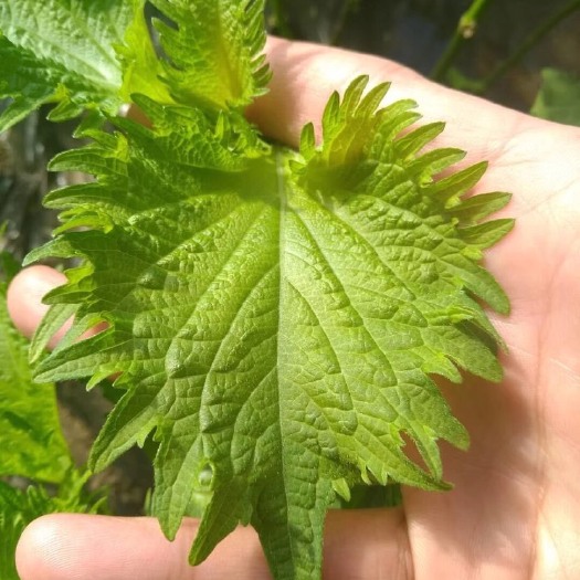 平度市紫苏叶 一年四季大量提供日系，韩系，苏子叶