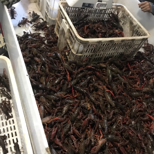 潜江市潜江小龙虾 潜江优质龙虾 诚信为本