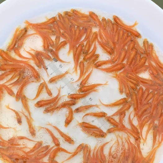 广州红鲤鱼 兴国红鲤