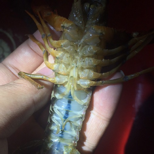 宜都市 6-9钱小龙虾