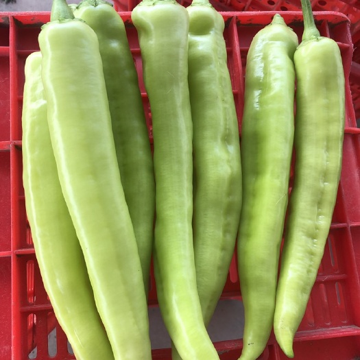 方城县 黄皮辣椒