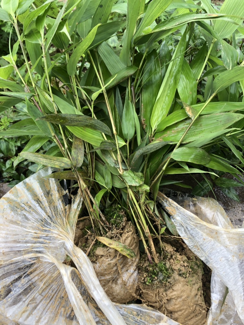 50元 起批量 10000株起批 发货地址 四川省宜宾市筠连县