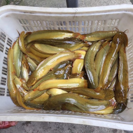 高州市 塘角鱼苗，土塘虱鱼苗
