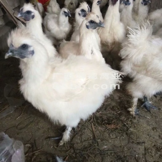 南宁竹丝鸡苗 竹丝鸡