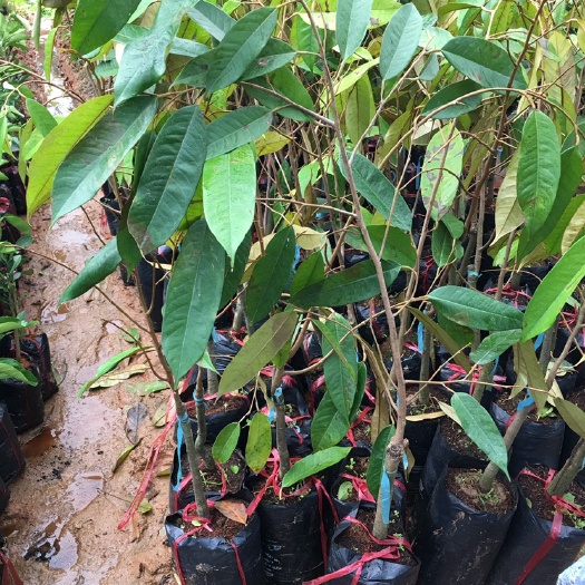 灵山县榴莲苗泰国榴莲苗猫山王榴莲金枕头榴莲带土杯带叶盆栽地栽