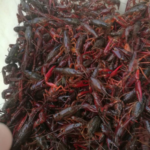 高邮市鲜活小龙虾，江苏直发，一手货源，品质保证