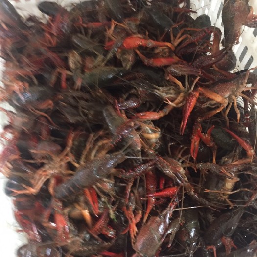潜江市 潜江清水养殖小龙虾，肉质饱满，底板干净，价格美丽，欢迎订购。