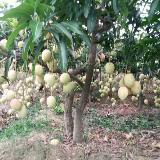 灵山县金煌芒果苗