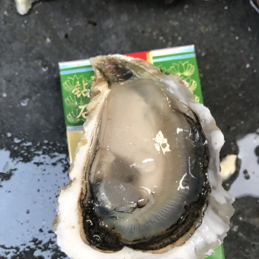 饶平县全壳生蚝鲜活带壳生蚝肉牡蛎海鲜海蛎烧烤大蚝70粒广东包邮