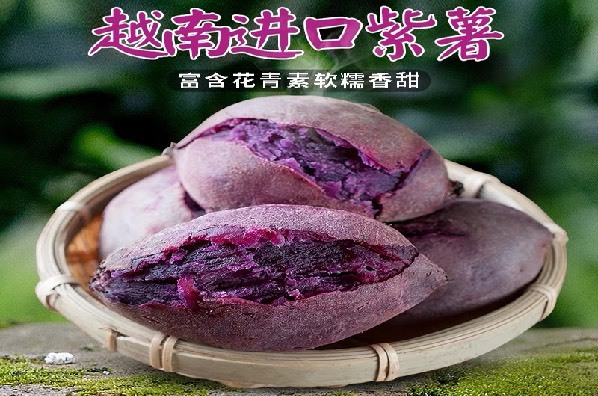 中牟县 越南紫薯产地直发，大量批发，香甜软糯