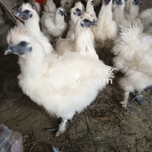南宁竹丝鸡苗 货不对假一赔十，正品！