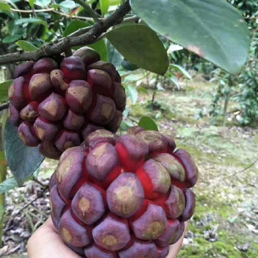 灵山县黑老虎苗粉红一号抗寒品种黑老虎苗南北果树盆栽地栽四季可种